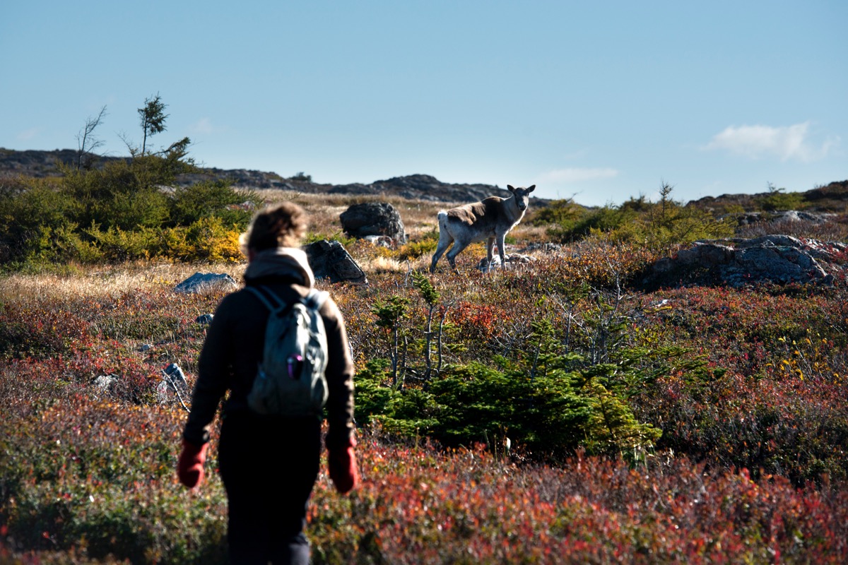Hikers catch sight of a caribou during a hike around Fogo Island.